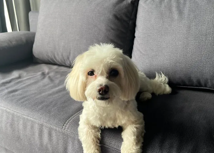 Ibis Politehnica 3* Βουκουρέστι